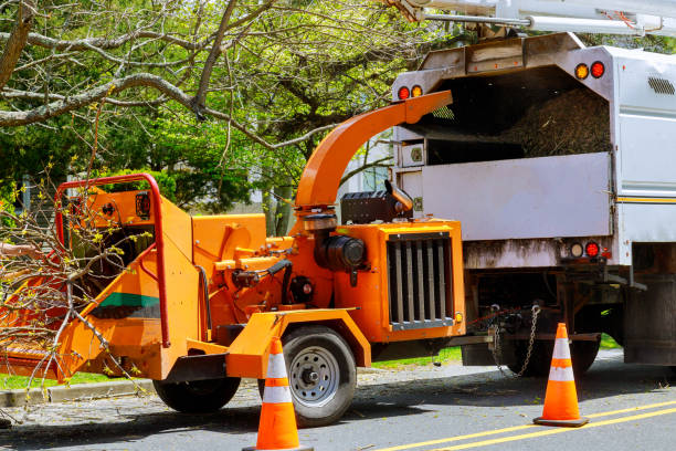 How Our Tree Care Process Works  in Dupont, WA